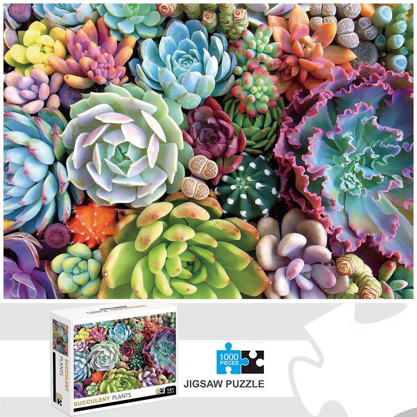 1000 Pieces Succulent Plants